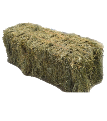 Orchard Grass Hay Bale Two-String - Wilco Farm Stores